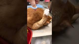 Котикам подстригают когти ️ #истории #история #новости #новость #shorts