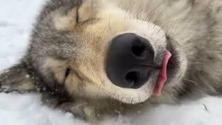 Gray Wolf Uses Fresh Snow as Pillow