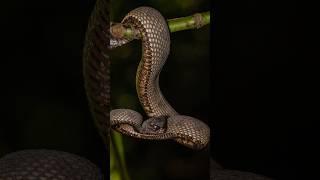 My Wildlife Photos Day 23: Shore Pit Viper