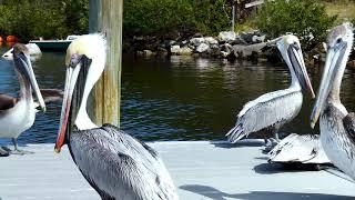 Brown Pelicans (Pelecanus occidentalis) at Anclote River Park