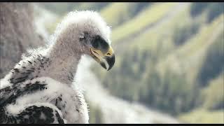 Baby Eagle Pushed Out of nest by own brother | Brothers Of The Wind