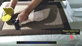 Pet accidents on carpets