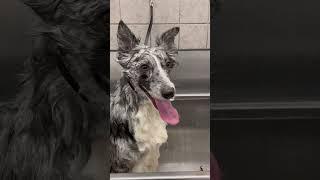 Shake your Body! .. #dogwash