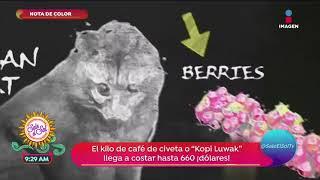 Nota de color: ¡La vainilla es más cara que la plata! | Sale el Sol