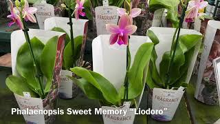 Phalaenopsis Sweet Memory