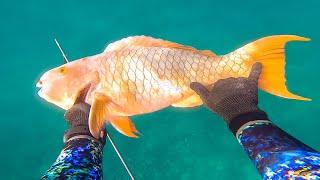 I Speared my BIGGEST Parrot Fish ever!!!!