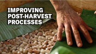 Improving Post-Harvest Practices In Hawaii | Ep.114 | Craft Chocolate TV