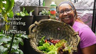 Fertilizing and Harvesting Indoor Garden