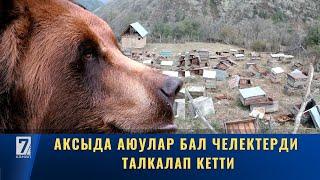 АКСЫДА АЮУЛАР БАЛ ЧЕЛЕКТЕРДИ ТАЛКАЛАП КЕТТИ