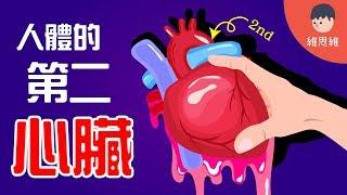 The Second Heart of the body! Tips to Keep Your Heart Healthy! (English Subtitles) | WeisWay