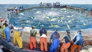 A Day in Life of Japanese Fishermen Catching Millions of Yellowfin Tuna in Offshore Farms