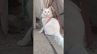 Quest for Freedom Ice's Dream #icecat #snowwhiteleolove