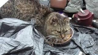林崎漁港内地域猫良子2025 3 5a