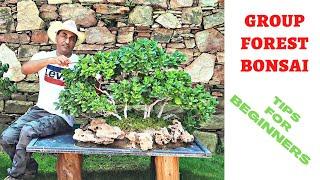 How to Make Bonsai / Group Forest Style Bonsai Tips for Beginners