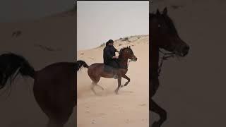 ARABIAN HORSES LOVERS #arabian #horse #in #desert #shonki #sardar #ghodeyanwale #youtubeshorts