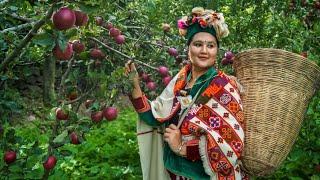 ||Apple Season In Kinnaur HP||