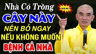 NHÀ CÓ TRỒNG CÂY NÀY NÊN BỎ NGAY NẾU KHÔNG MUỐN BỆNH CẢ NHÀ - TT. THÍCH TUỆ HẢI