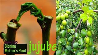 Growing Jujube From Cutting 100% Works