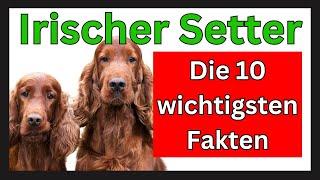 Irischer Setter Hunderasse  Die 10 wichtigsten Fakten