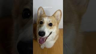 Было? #юмор #семья #животные #корги