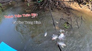 Cá K Tưởng Tượng Nổi Khi Đi Vào Nhầm Con Kênh Nước Cạn Miền Tây | Kích Cá Miền Tây | Catch Fish