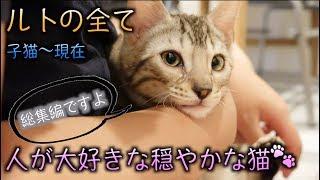 この動画を見ればルトの全部がわかります。