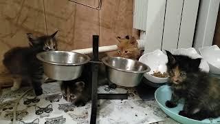 Кунята ребята ️