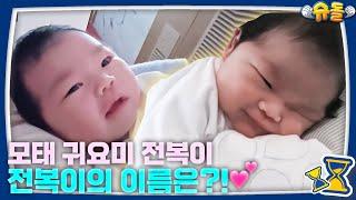 [예고] ️태어난 지 9일 됐어요️ 슈돌 막내 전복이를 소개합니다 | 슈퍼맨이 돌아왔다 KBS 241106 방송