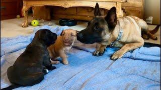 Belgian Malinois Meets His Puppies For The First Time