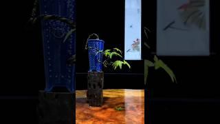 Бонсай из клёна японского / как сделать своими руками? #bonsai #shorts #acer @Studio.Bonsai