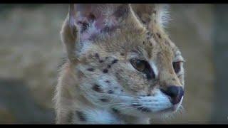 Serval - Leptailurus serval