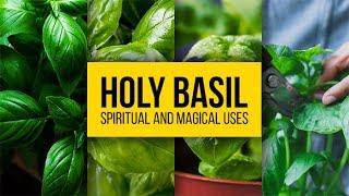 Holy Basil: Spiritual and Magical Uses | Yeyeo Botanica