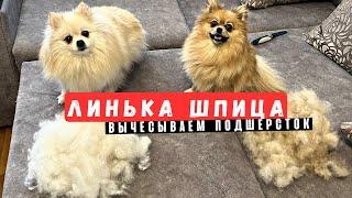 How to Comb Your Pomeranian Spitz  Grooming