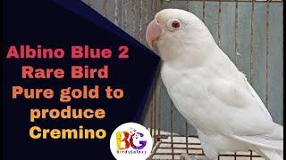 Albino red eye Blue 2 | How You Can Produce | #blue2 #bluenslino  #lovebirds #birds #albinoredeyes