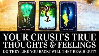 PICK A CARD  Your Crush's TRUE Feelings & Thoughts About You  Timeless Love Tarot Reading