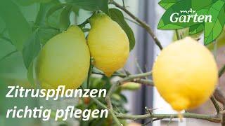 Zitruspflanzen pflegen und umtopfen | MDR Garten