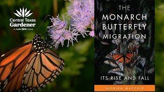 Are Monarch Butterflies Endangered?