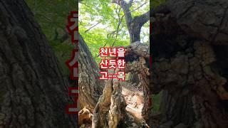 눈을 즐겁게 해주는 고목들~^^