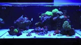 Casper The White Tang @ World Wide Corals