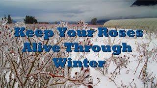 How to Prepare Roses for Winter