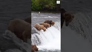 bears hunting fish