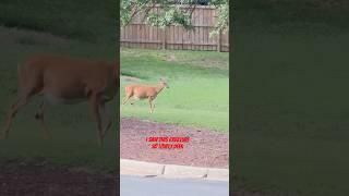 Lovely deer #deer #lovely