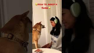 Fun Ways To Irritate A Shibainu  #shibaaddict  #shorts  #shibaaa #subscribe  #subscribetomychannel