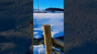 England - Paw Prints In The Snow | Pendle Hill #shorts