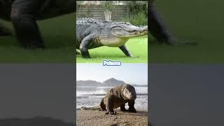 Crocodile Vs Komodo Dragon