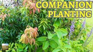 COMPANION PLANTING | Principles of Permaculture | Eat And Be Eaten