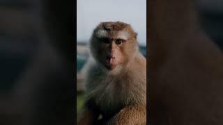 Phuket monkey street photography #streetphotography