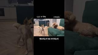 돌체라떼 #강아지일상 #강아지브이로그 #강아지유튜브