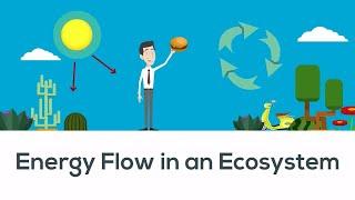 Energy flow in ecosystem