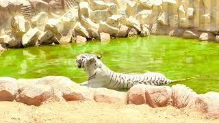 Beating the Heat- Riyadh, KSA